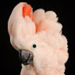 Meet your Posher, Pamela